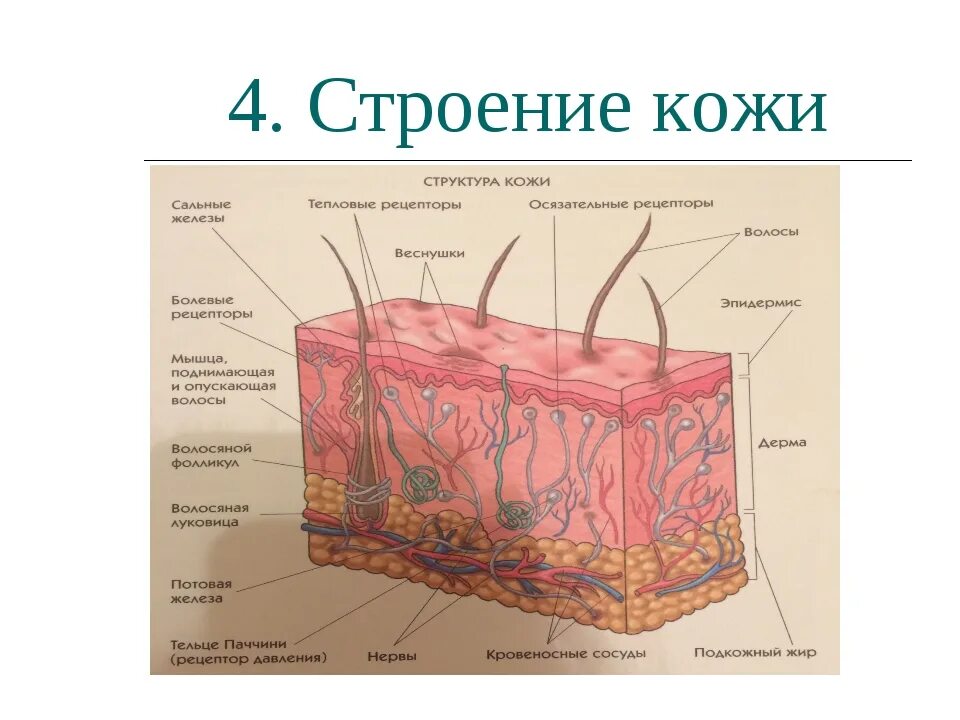 Рассмотрите изображение и определите какая структура кожи. Биология. Кожа, схема строения.. Рис 58 строение кожи. Строение кожи биология 8 кл. Рис 59 строение кожи.