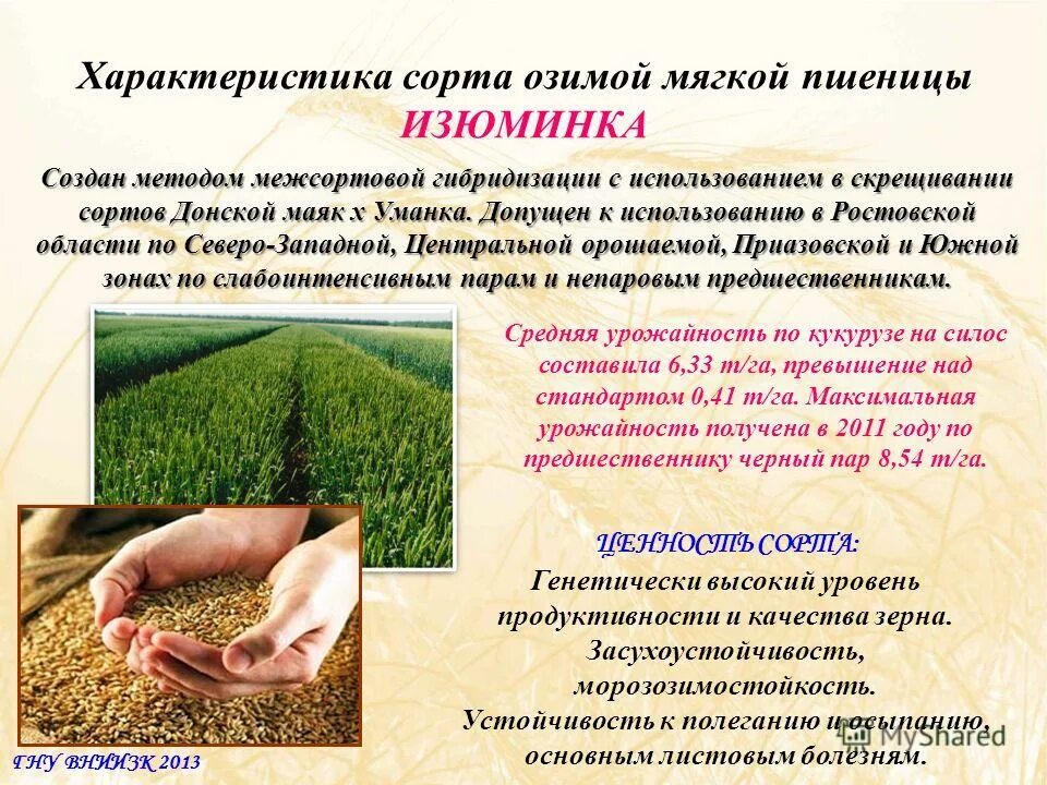 Создание нового сорта