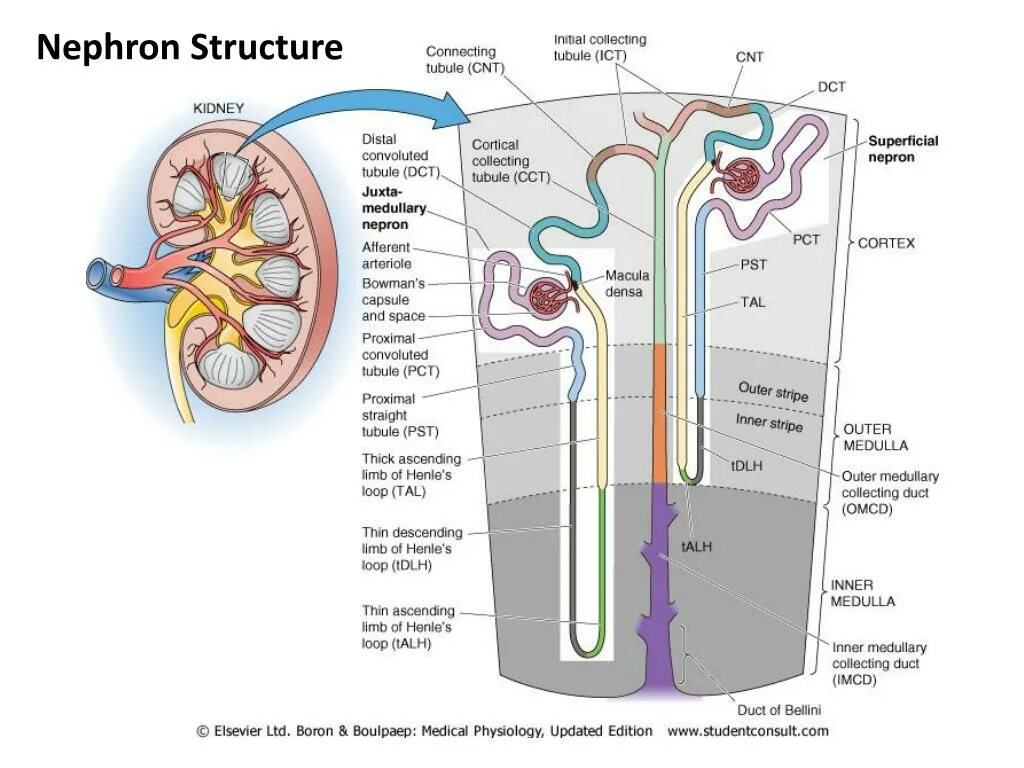 Строение нефрона. Nefron structure. Нефрон анатомия. Nephron structure. Нефрон ультрафильтрация