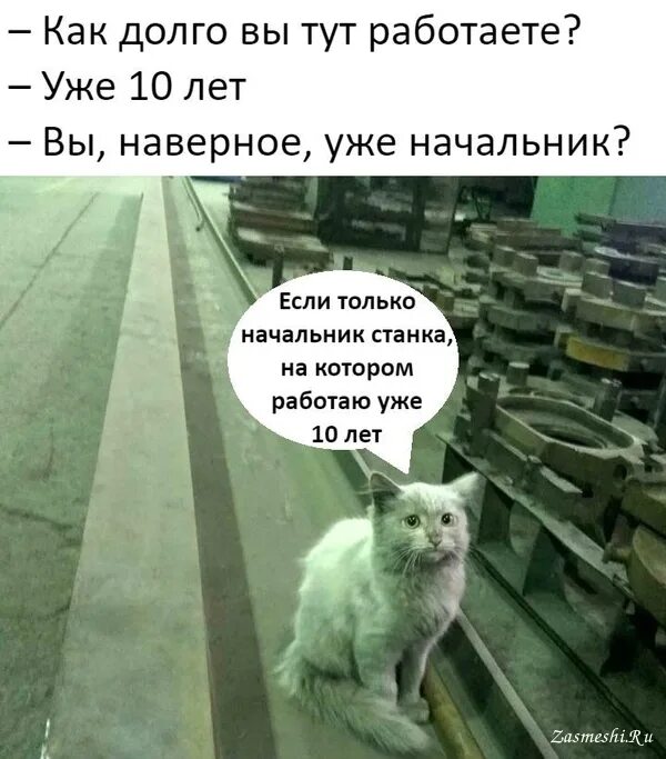 Пируйте же пока еще мы тут. Как долго вы тут работаете. Шутки про работу. Вы наверное уже начальник. Кот на работе.
