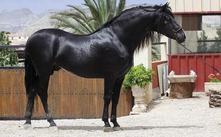 Just Jump It : Photo Photo, Horses, Jump