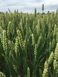 Plant wheat