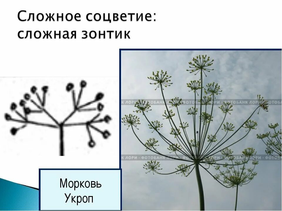 Сложный зонтик соцветие примеры растений. Соцветие семейства зонтичные схема. Схема соцветия укропа. Сложный зонтик. Соцветие зонтик.