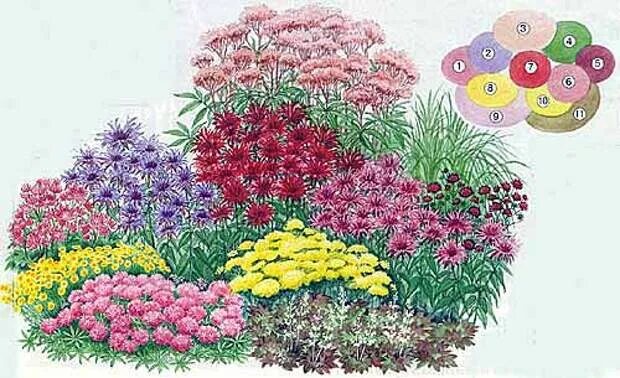 Эскизный проект цветника. Миксбордер рабатка люпин флокс. Клумба 1 2 5. Клумба 1 2 5. Клумба розарий.