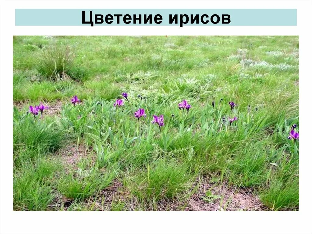 Зона степей ирисы. Растения степи России. Какие растения растут в степи. Какие растения есть в зоне степей.