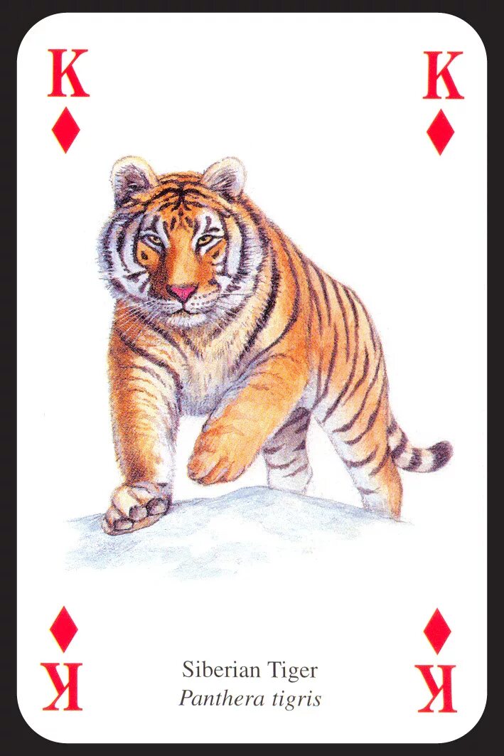 Игральные карты звери. Карточка тигр. Карты с изображением тигров. Игральные карты для детей с животными. Карта амурский тигр