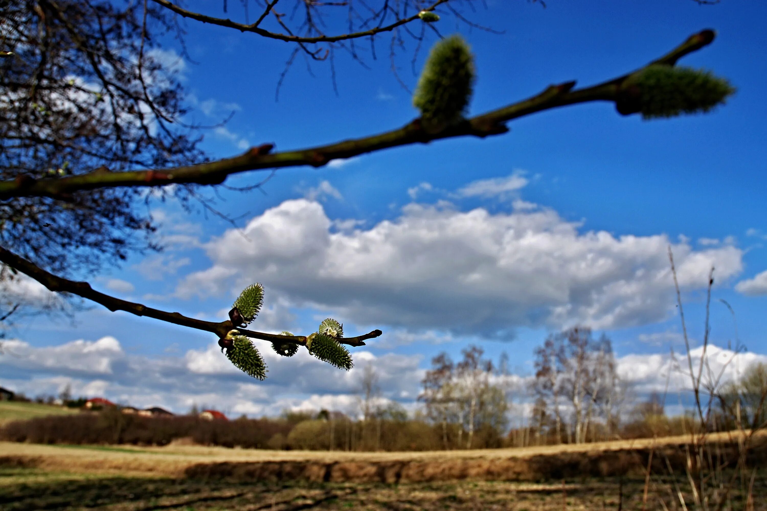 Апрель природа. Весеннее дерево. Весеннее небо. Погода конец апреля начало мая 2024