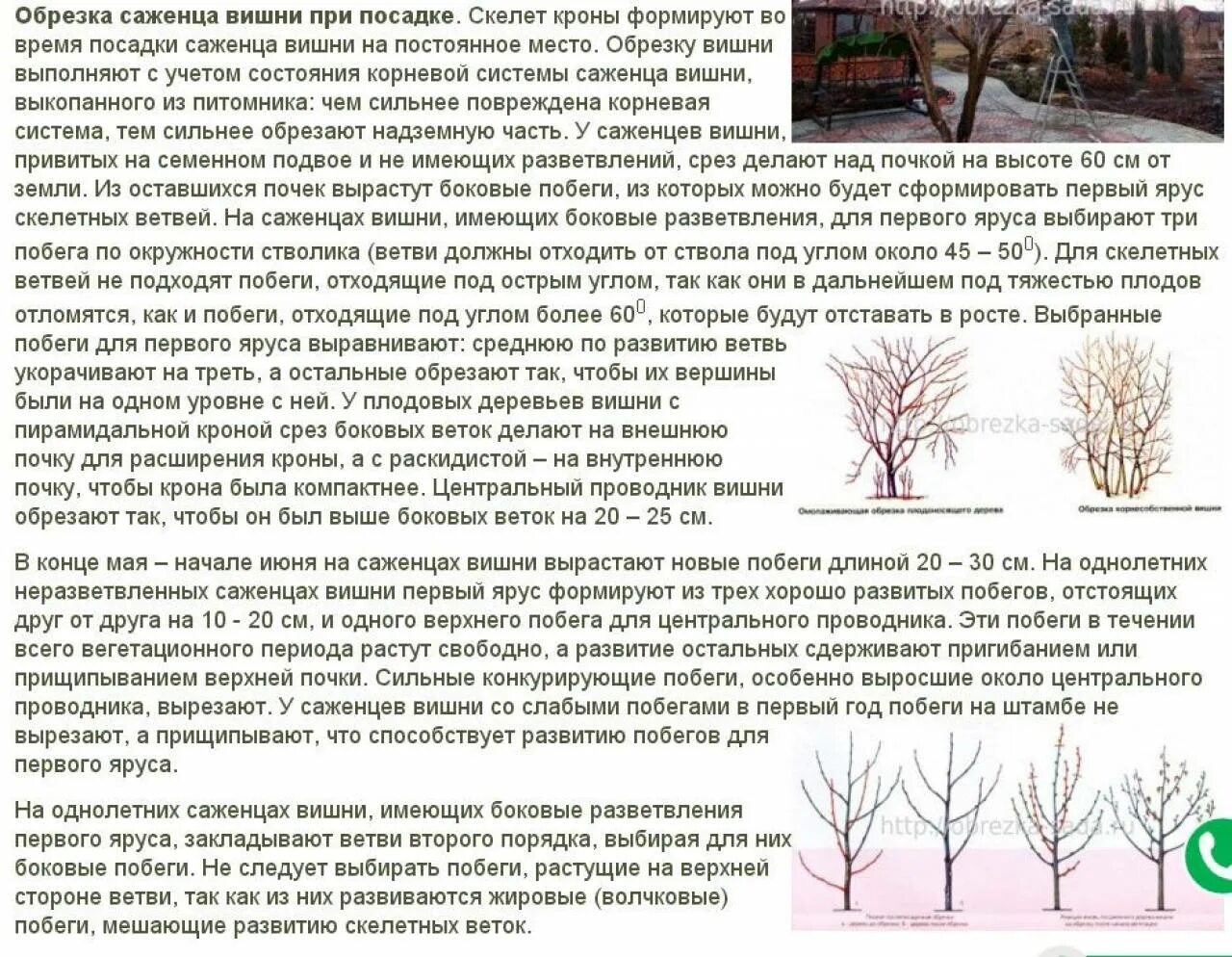 Когда проводить осеннюю обрезку деревьев