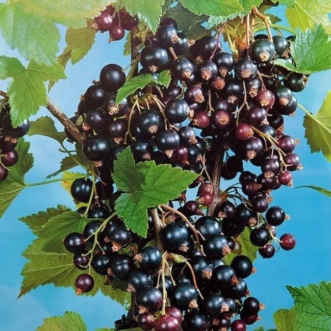 Смородина черная изюмная. Смородина Изюмная. Смородина черная (ribes nigrum). Сорт смородины черной ribes nigrum. Смородина чёрная Изюмная.