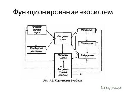 Функционирование природных систем