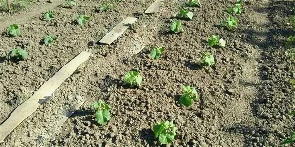 Посадка огурцов в открытый грунт лунками. Глубина лунок для посадки огурцов. как сделать лунки для огурцов в открытом грунте. глубина лунки для посадки огурцов в открытый грунт семенами. глубина лунки под посадку огурца.