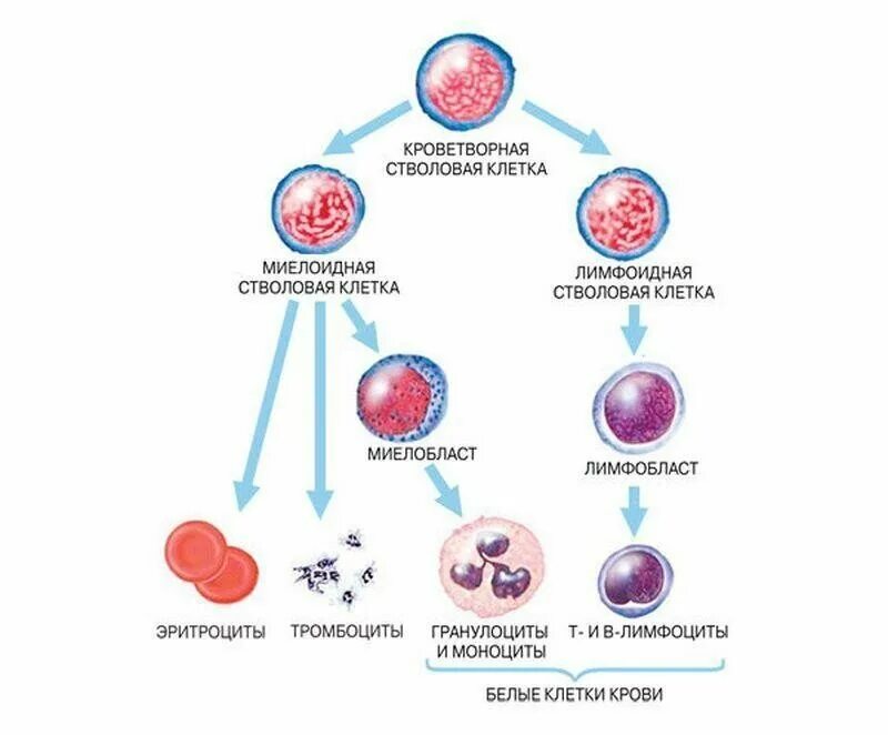 Стадии развития крови. Схема кроветворения стволовые клетки. Схема кроветворения стволовая клетка. Деление стволовой клетки схема. Стволовые клетки гемопоэз.