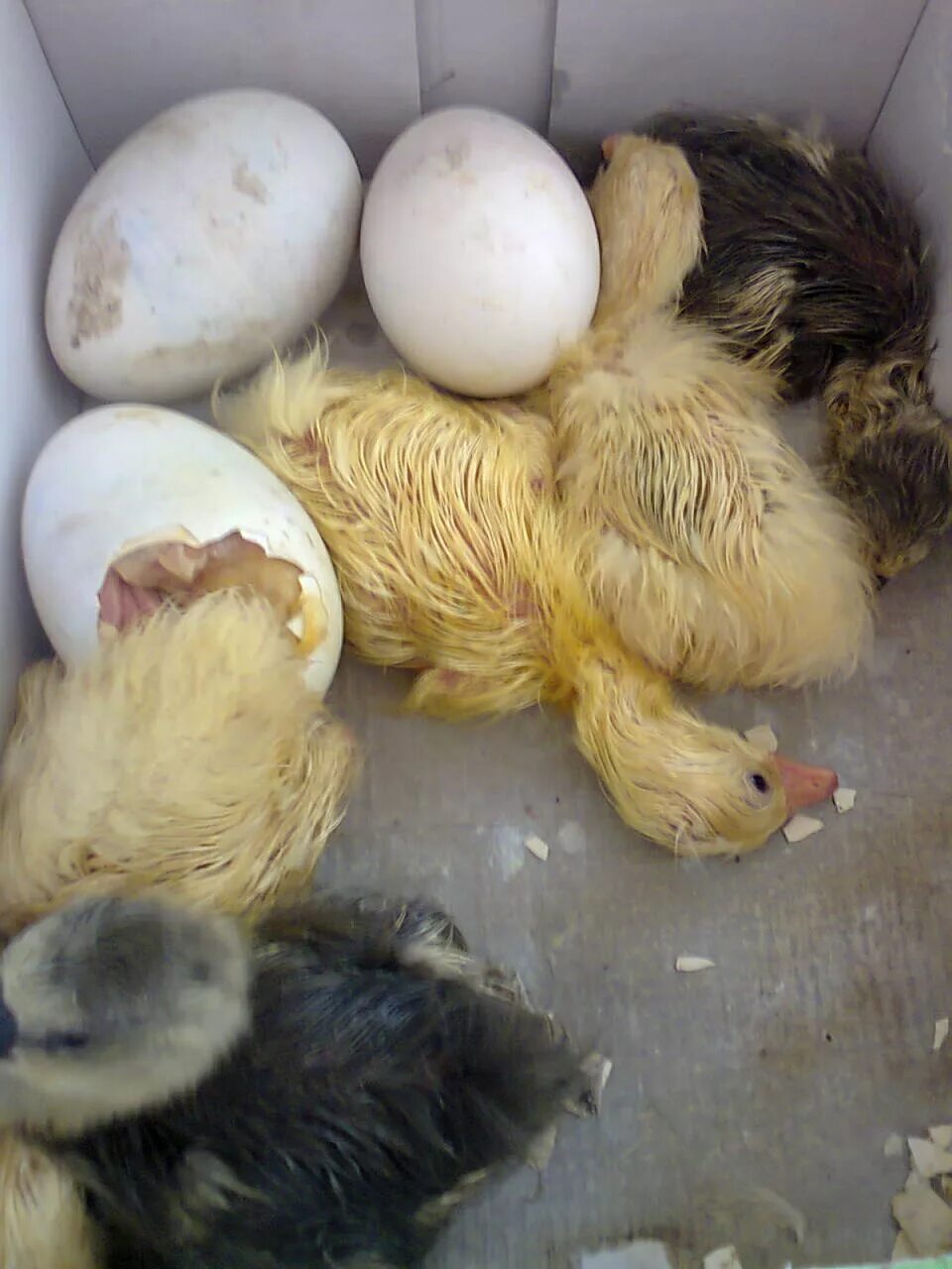 Сколько дней выводятся гусята. Гусиные яйца в инкубаторе. Гусиные яйца гусята. Гусята вылупляются в инкубаторе. Яйцо гусиное инкубационное.