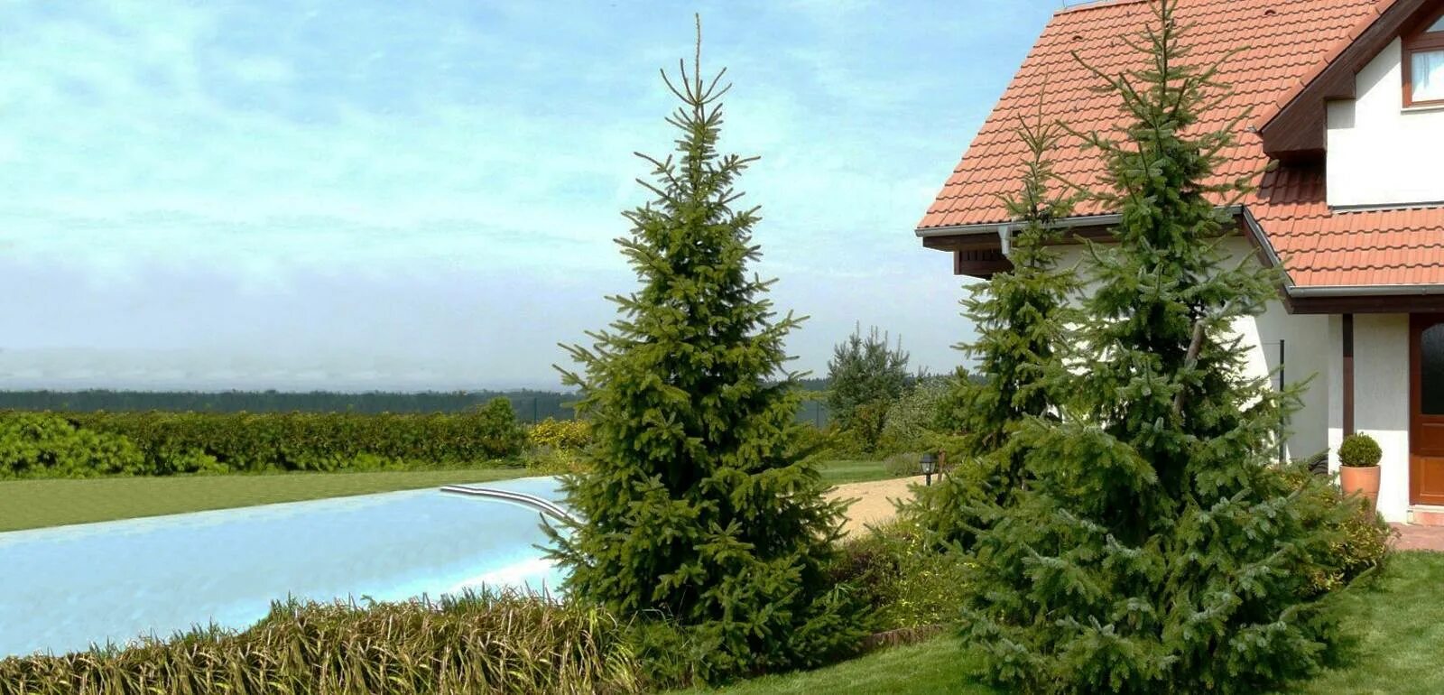 Почему нельзя сажать елку во дворе. Солитеры в ландшафтном. Елки сажать у дома плохая примета. Ель глаука голубая в саду. Ель обыкновенная на участке.