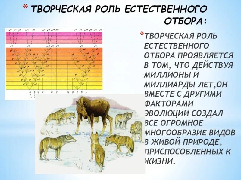 Естественный отбор примеры животных. Творческая роль естественного отбора. роль естественного отбора в эволюции. ведущая роль естественного отбора в эволюции. на каком уровне проявляется действие естественного отбора?.