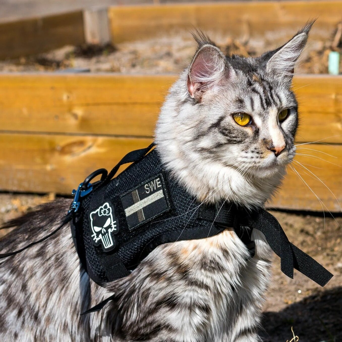 Army cat