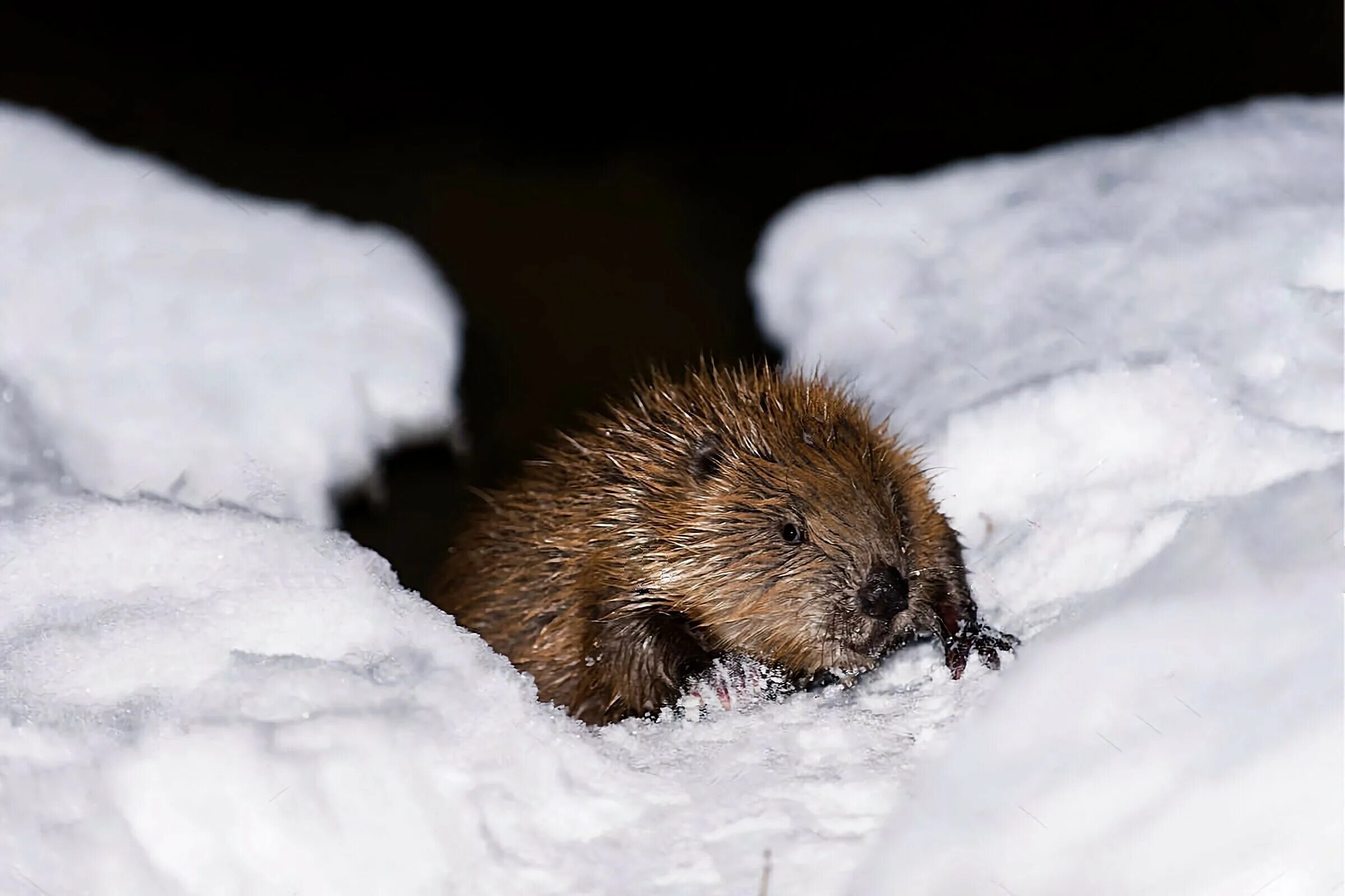 Впадают ли бобры в спячку. Животные в спячке. Образ жизни бобра. Как зимует бобр. Бобры зимуют.