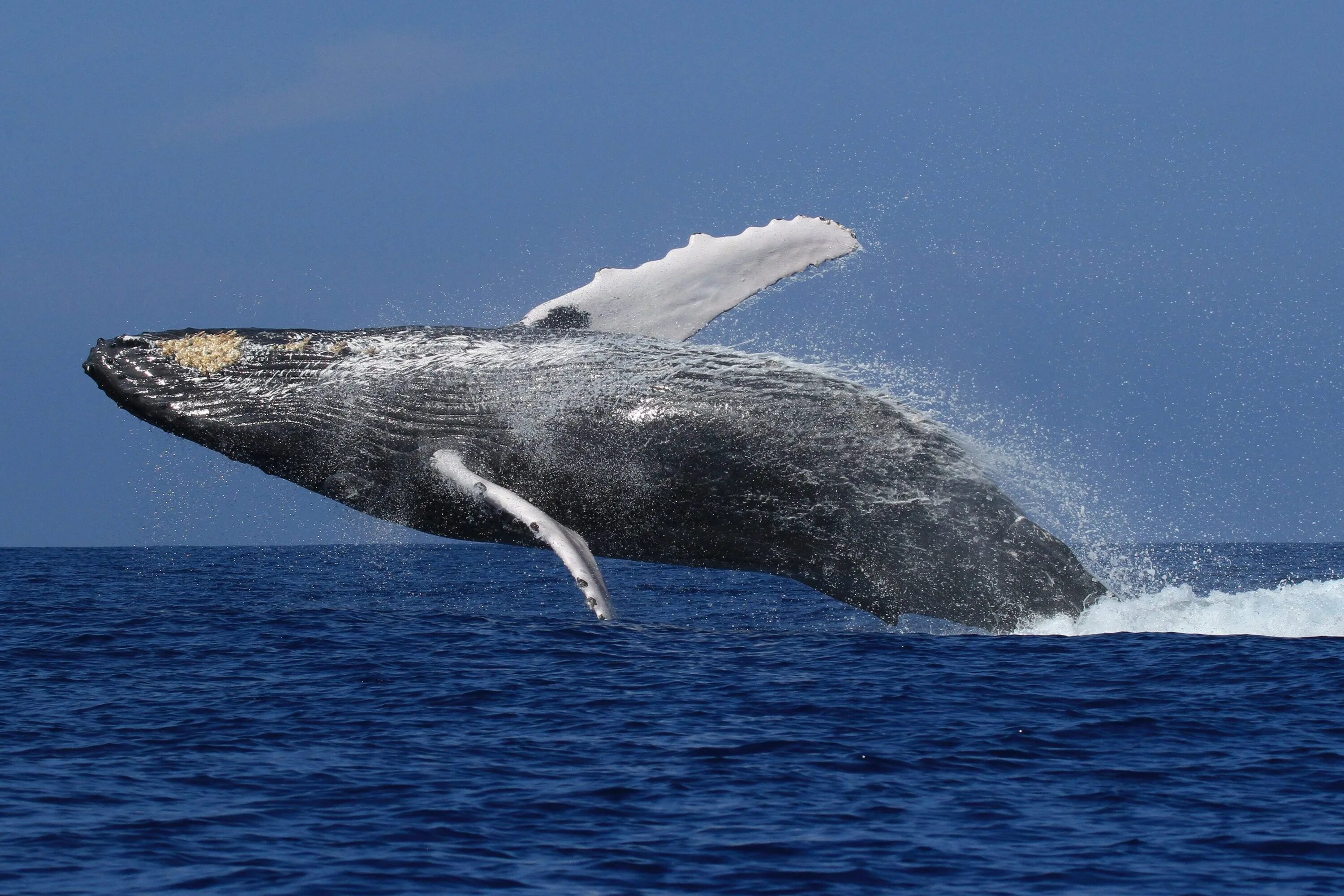 Кит самое большое млекопитающее. Гренландский кит. Горбатый кит в Антарктиде. Синий кит блювал. Синий горбатый кит.