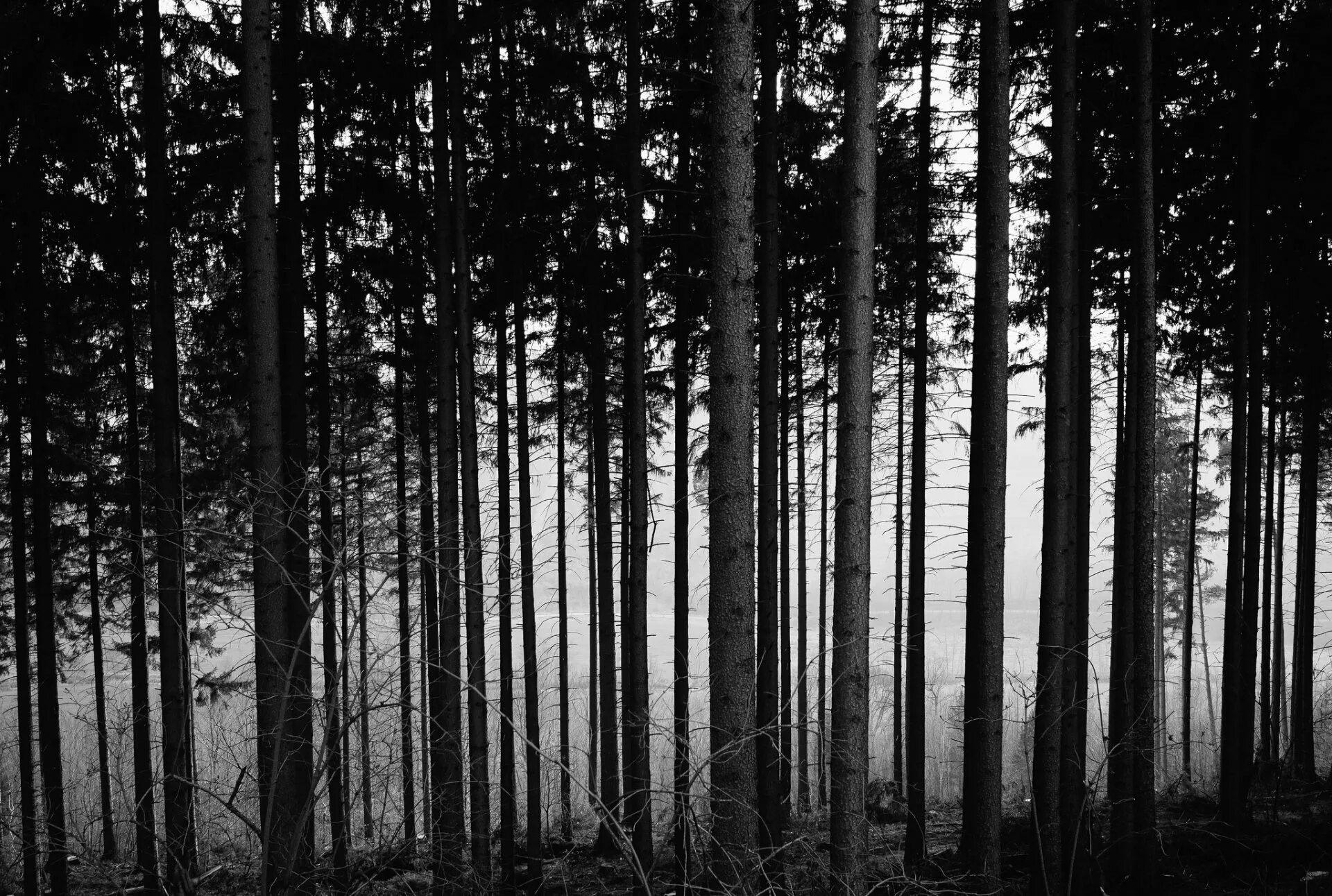 Самый черный лес. Лес чб. Черно белый лес. Лес фото. Темный Сосновый лес.