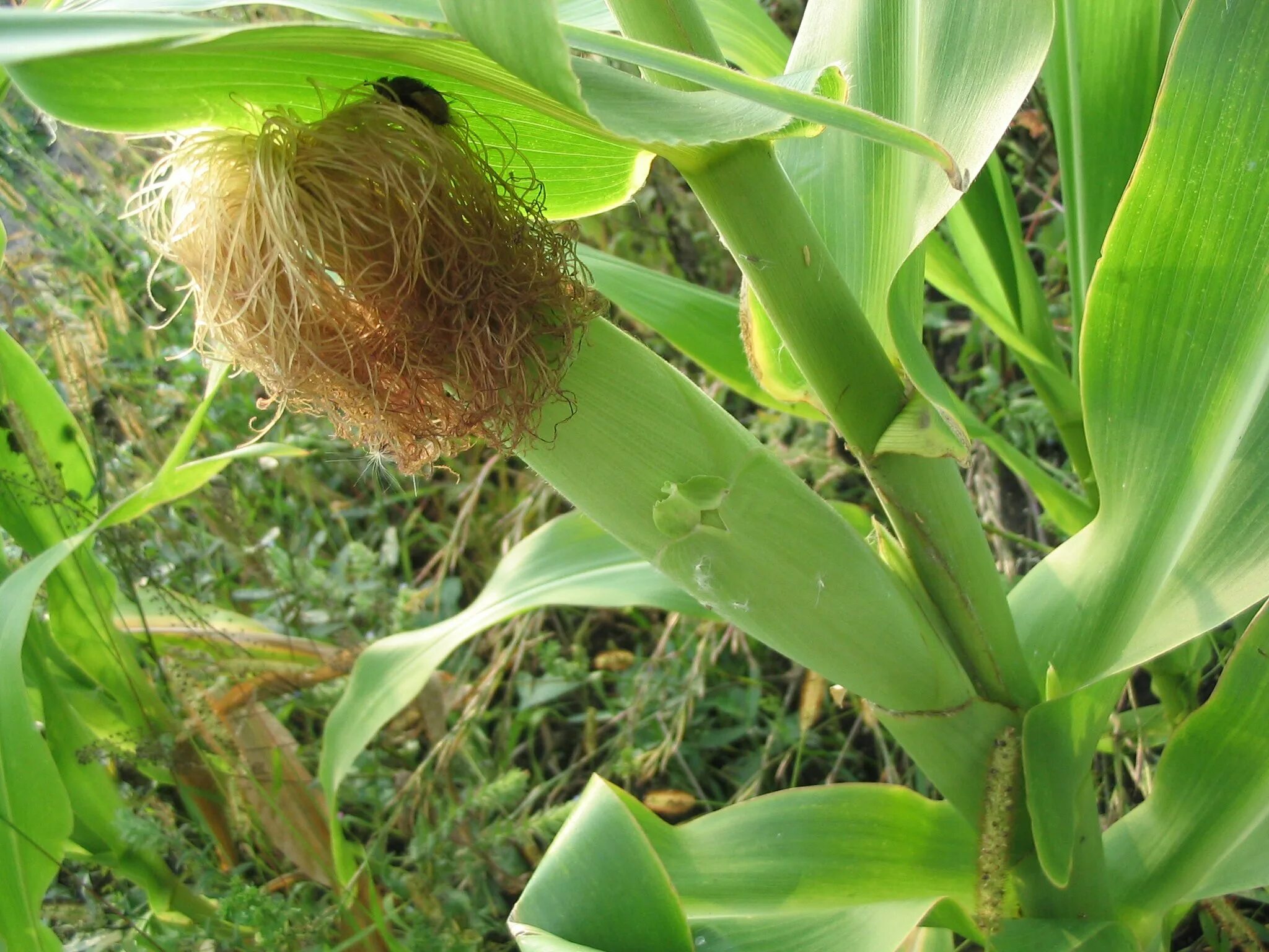 Початок кукурузы вектор. Zea mays кукуруза. Стебель кукурузы. Кукурузный стебель. Кукуруза куст.
