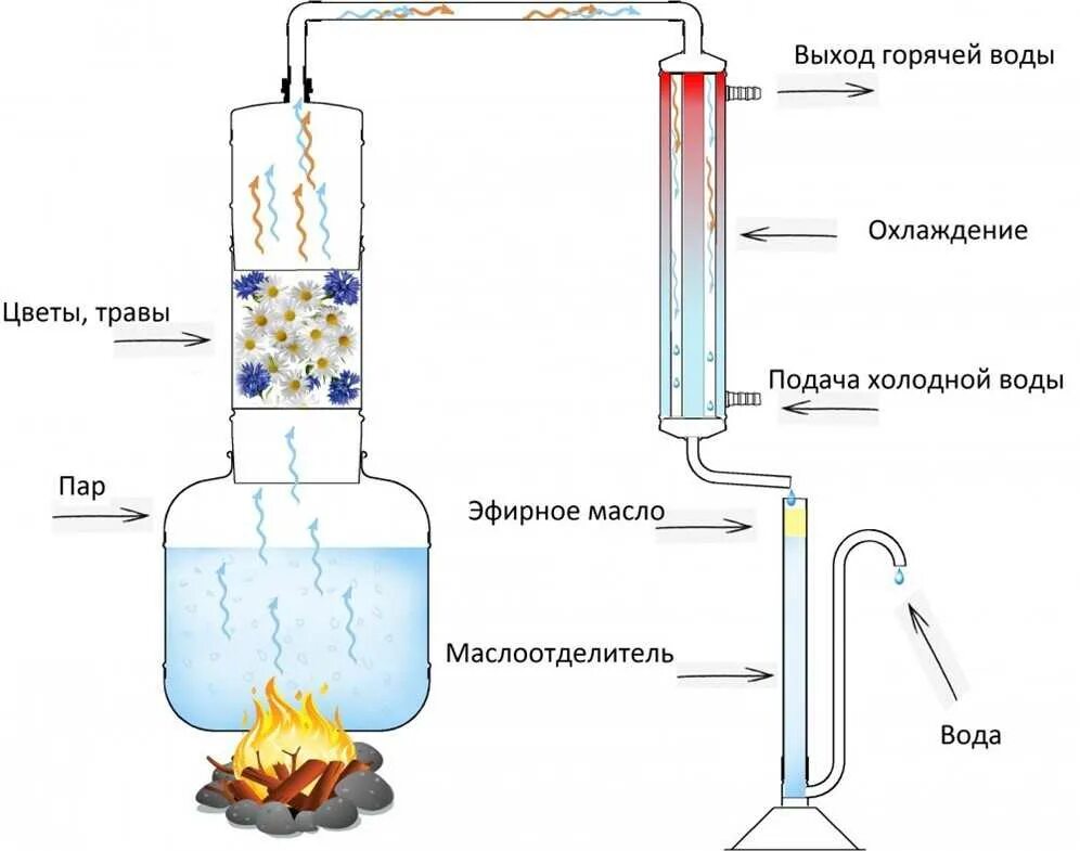 Методы получения эфирных масел центрифугирование. Паровая дистилляция эфирного масла рисунок. Дистиллятор растительного масла чертёж. Схема дистилляции эфирных масел. Методы получения масел