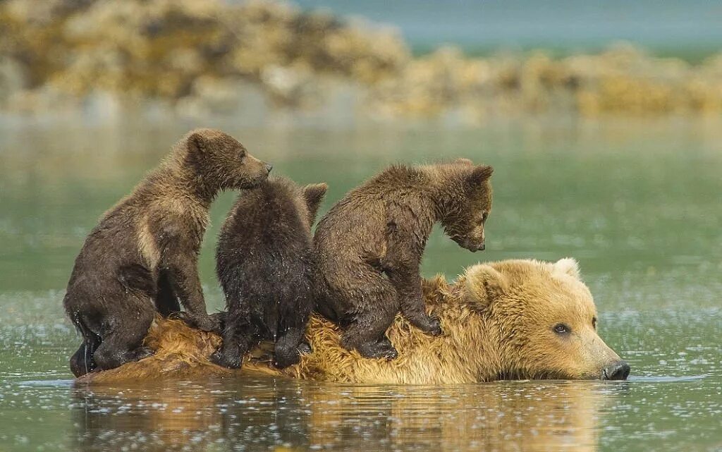 Жизнь животных картинки Pin su Осень Animali, Animali del bosco, Animali carini