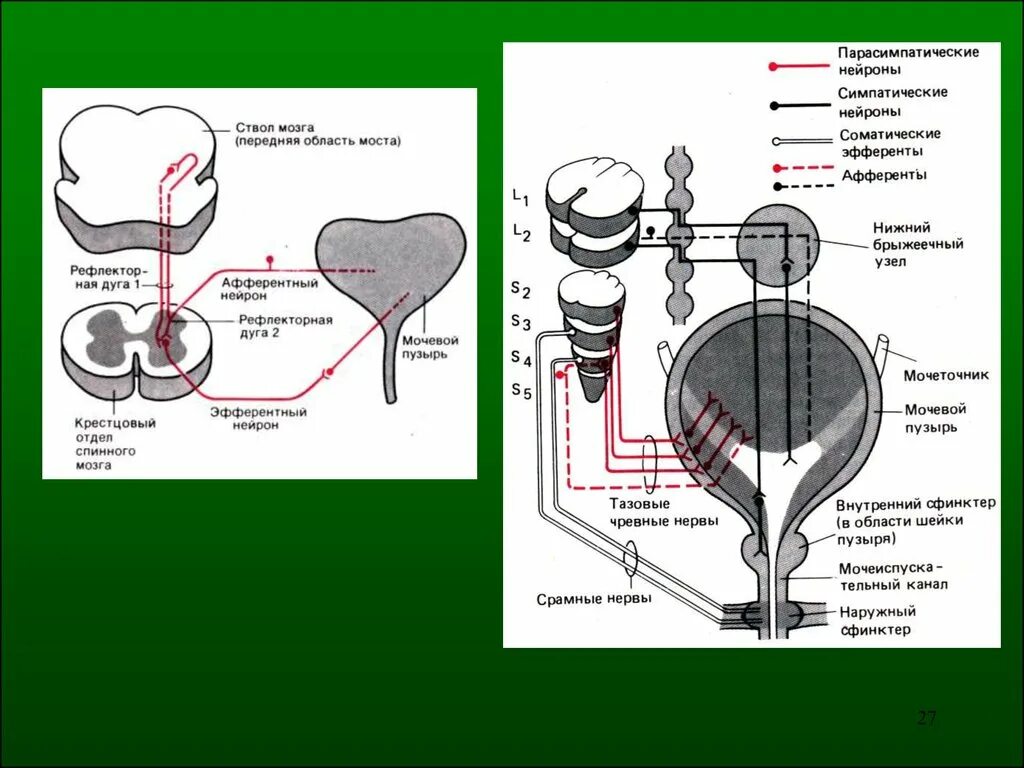 Иннервация мочевого пузыря неврология. Иннервация мочевого пузыря схема. Симпатическая и парасимпатическая иннервация мочевого пузыря. Центр иннервации мочевого пузыря. Рефлекторный мочевой