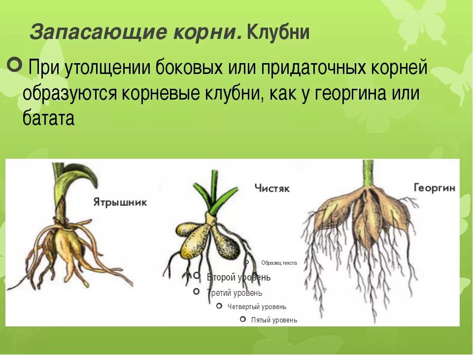 Видоизмененный корень имеется у. Корневые корневые клубни. Корневище, корнеплод, клубнелуковица.