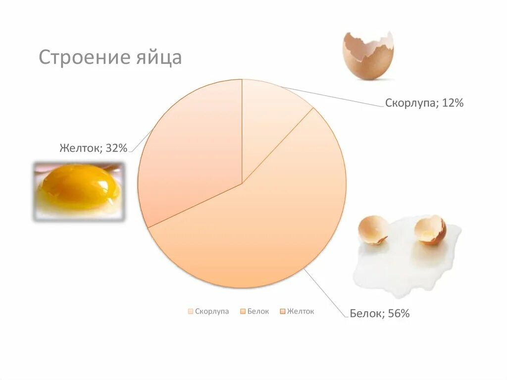 Сколько грамм скорлупы в яйце. Строение скорлупы куриного яйца. Строение скорлупы яйца. Желток белок строение яйца. Структура скорлупы куриного яйца.