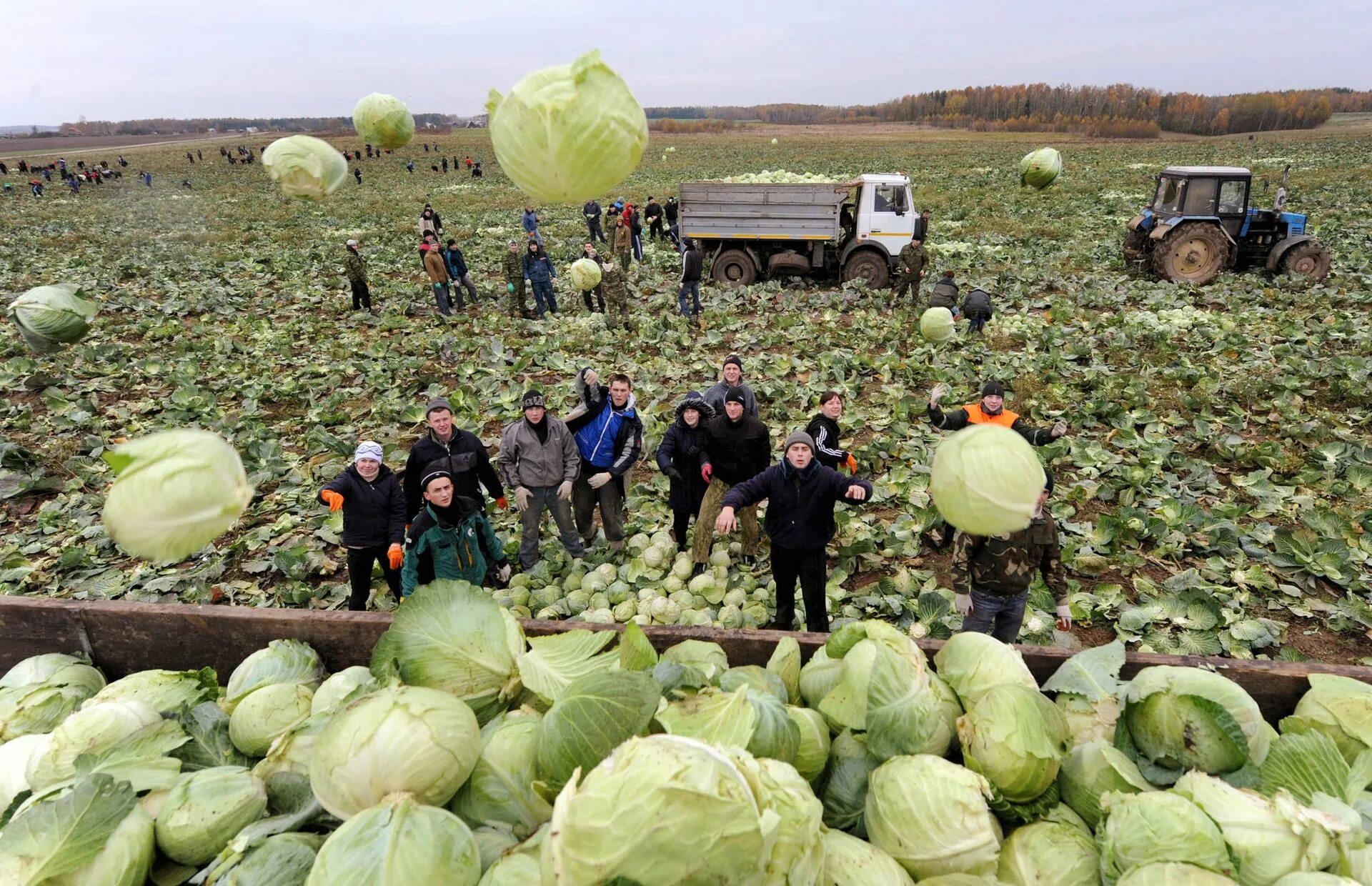 собранные овощи с полей. работа на картошке. органическое земледелие. собранные овощи с полей. уборка овощей.