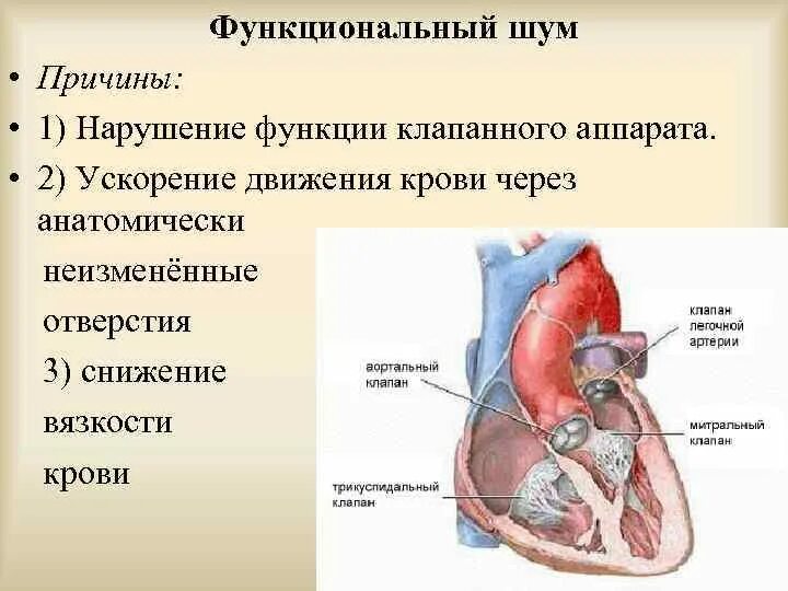 Значение клапанного аппарата сердца. Функции клапанного аппарата сердца. клапанный аппарат сердца. строение и функции клапанного аппарата сердца. роль клапанного аппарата сердца.