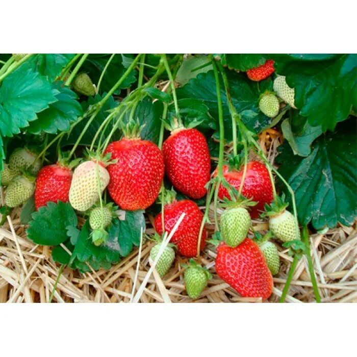 Клубника гигантский деликатес. Клубника ранняя "гигант джорнея. Семена земляники садовой крупноплодной. Хоней саженцы клубники. Клубника волжском.