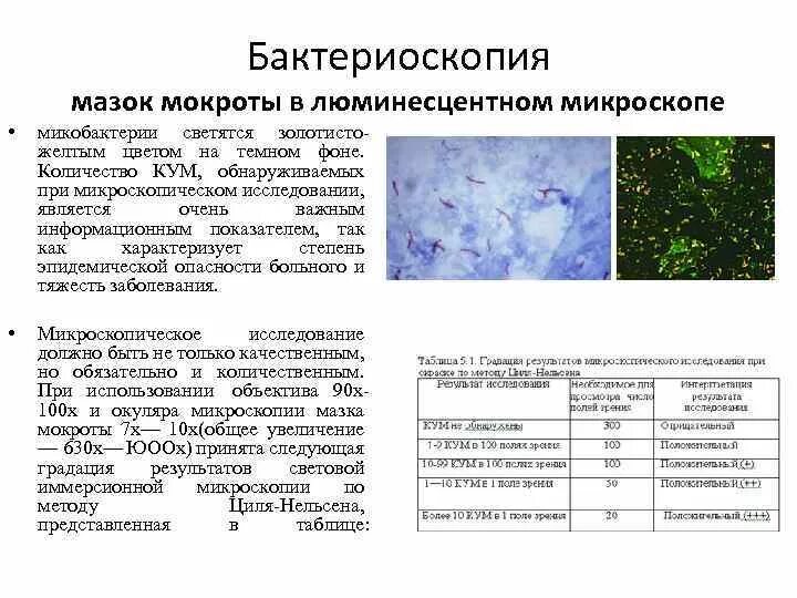 Бактериоскопия мокроты заключение. Микроскопия мокроты на микобактерии. Микобактерии люминесцентная микроскопия. Бактериоскопический метод исследования мокроты. Анализ мокроты на микобактерии