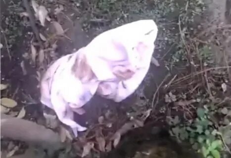 Дзен родила и оставила в лесу