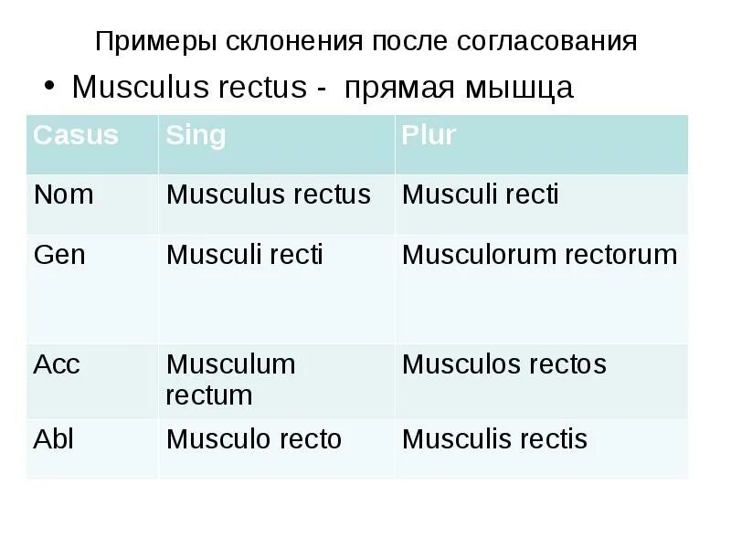 Слово латынь склонение. Musculus склонение в латинском. Склонения. Мышца на латинском склонение. Склонения латынь.