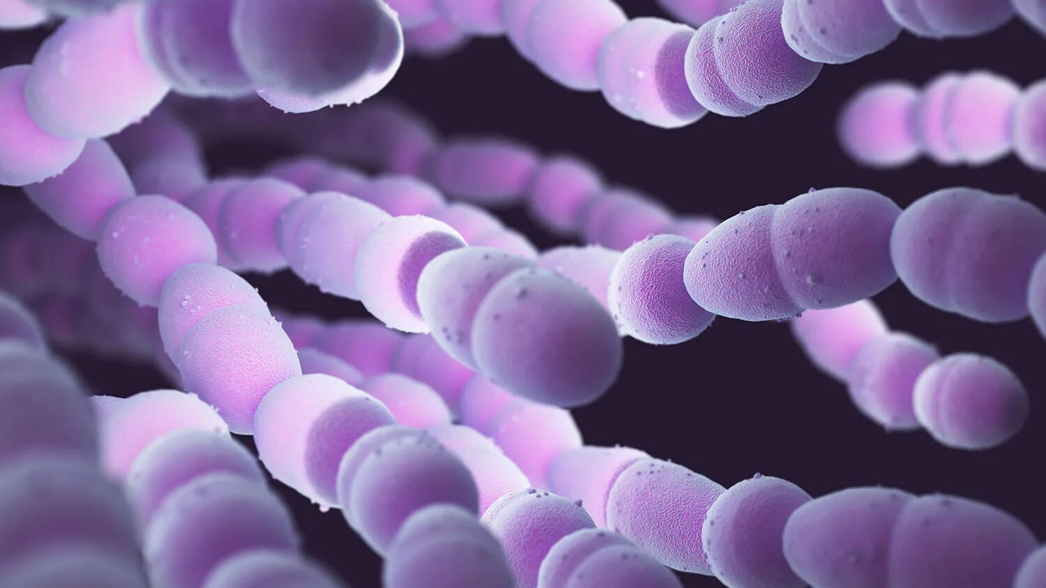 Streptococcus thermophilus