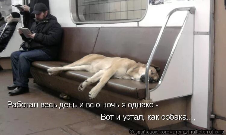 Усталая собака. Пристрелите меня картинки. Устала как собака картинки. Уставшая собачка. Почему говорят устал как собака.