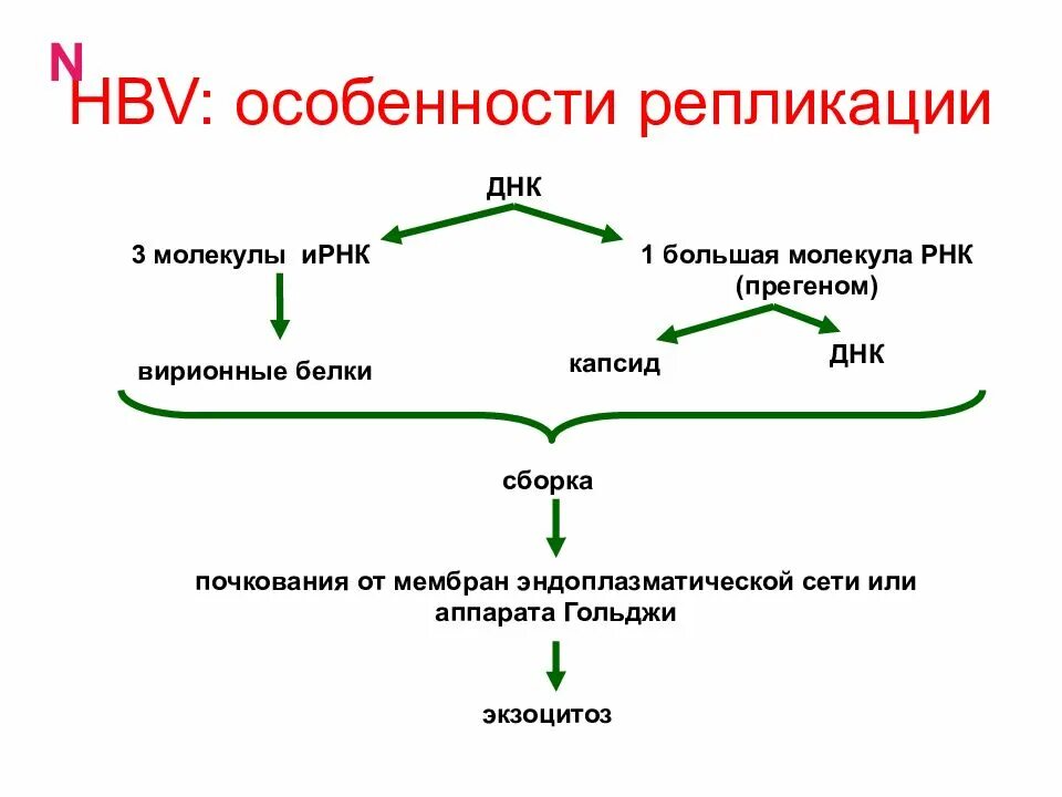 Репликация гепатита б. Вирус гепатита днк или рнк. репликация гепатита в. репликация вируса гепатита b. репликация вируса hbv гепатит.