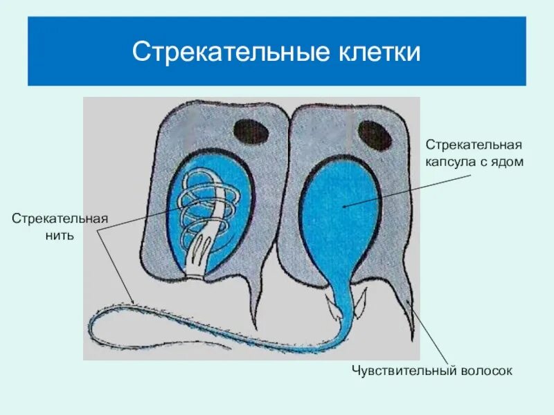 Стрекательные клетки находятся у гидры в. Стрекательные клетки кишечнополостных. стрекательные клетки крапивы. строение стрекательной клетки. стрекательная нить.
