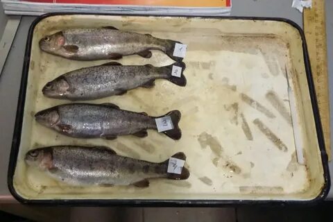 Где разводят форель