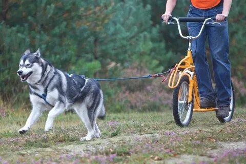 Что нужно для езды