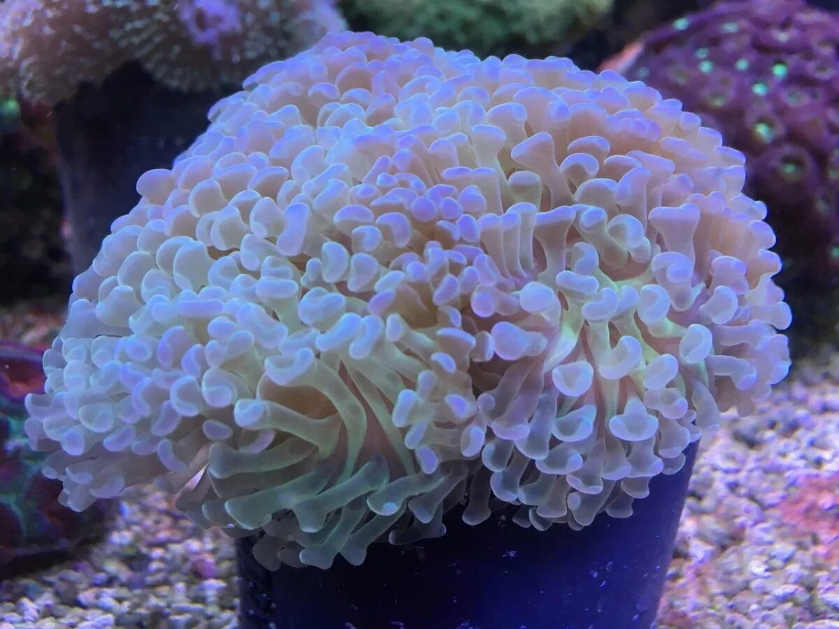 Конская актиния черное море. Ядро актиния. Актиния эстетика. Ядро актиния. Хризантемы актинии.