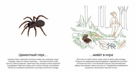 Найди настоящего паука например