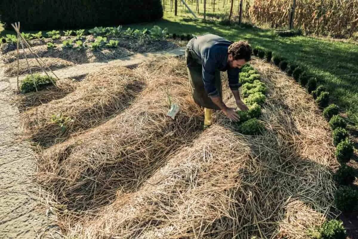 Можно ли мульчировать чеснок. Мульча Пермакультура Зеппа Хольцера. Мульчирование Пермакультура. Пермакультура и органическое земледелие. Мульчирование еловыми опилками Зепп Хольцер.