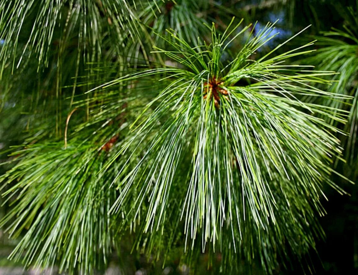 Сосна Пицундская. Сосна Пицундская (Pinus brutia var. Pityusa). Пицундская сосна иголки. Сосна Пицундская хвоя.