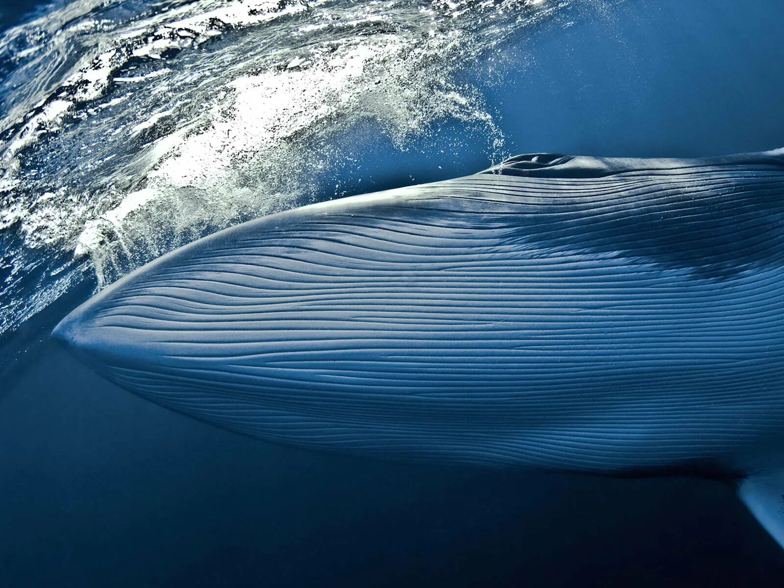 Зоны морского океана. Голубой кит Balaenoptera musculus. Полосатик Брайда. Синий кит National Geographic. Кит малый полосатик.