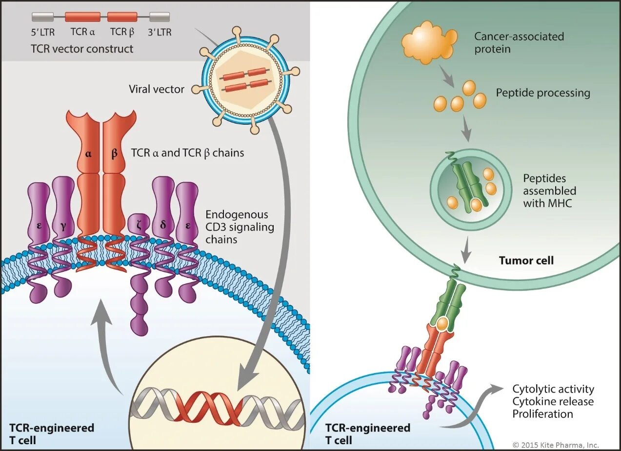 T cell receptor