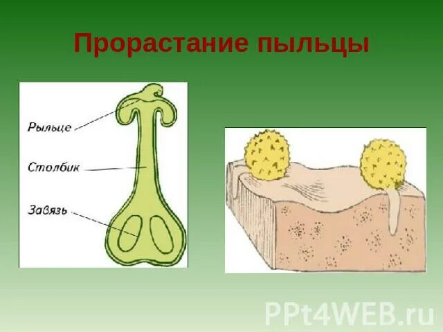 Проросшая пыльца. Прорастание пыльцы. Прорастающее пыльцевое зерно. Прорастание пыльцевого зерна.