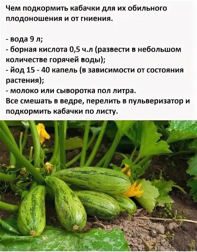 Кабачки горчат. Почему кабачки горькие. Почему горчат кабачки. Почему горчит кабачок после готовки. Горький кабачок отравление.