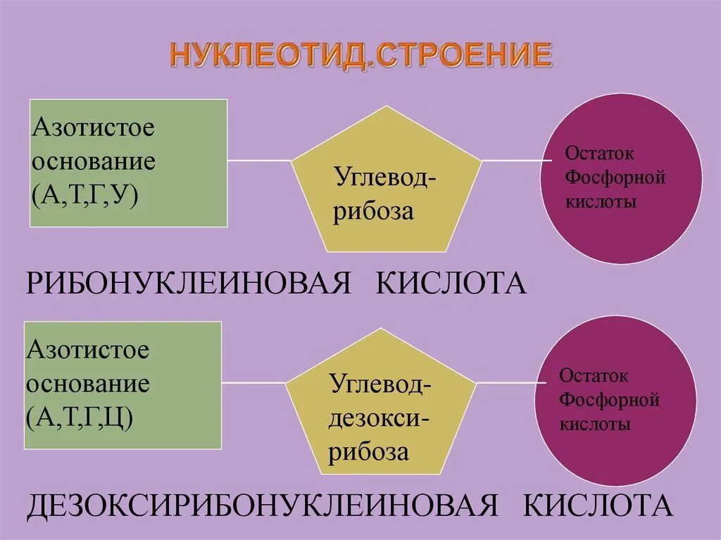Укажите строение нуклеотида днк. Строение нуклеотида днк и рнк. схема строения нуклеотида днк и рнк. строение нуклеотида рнк. строение нуклеотида днк.